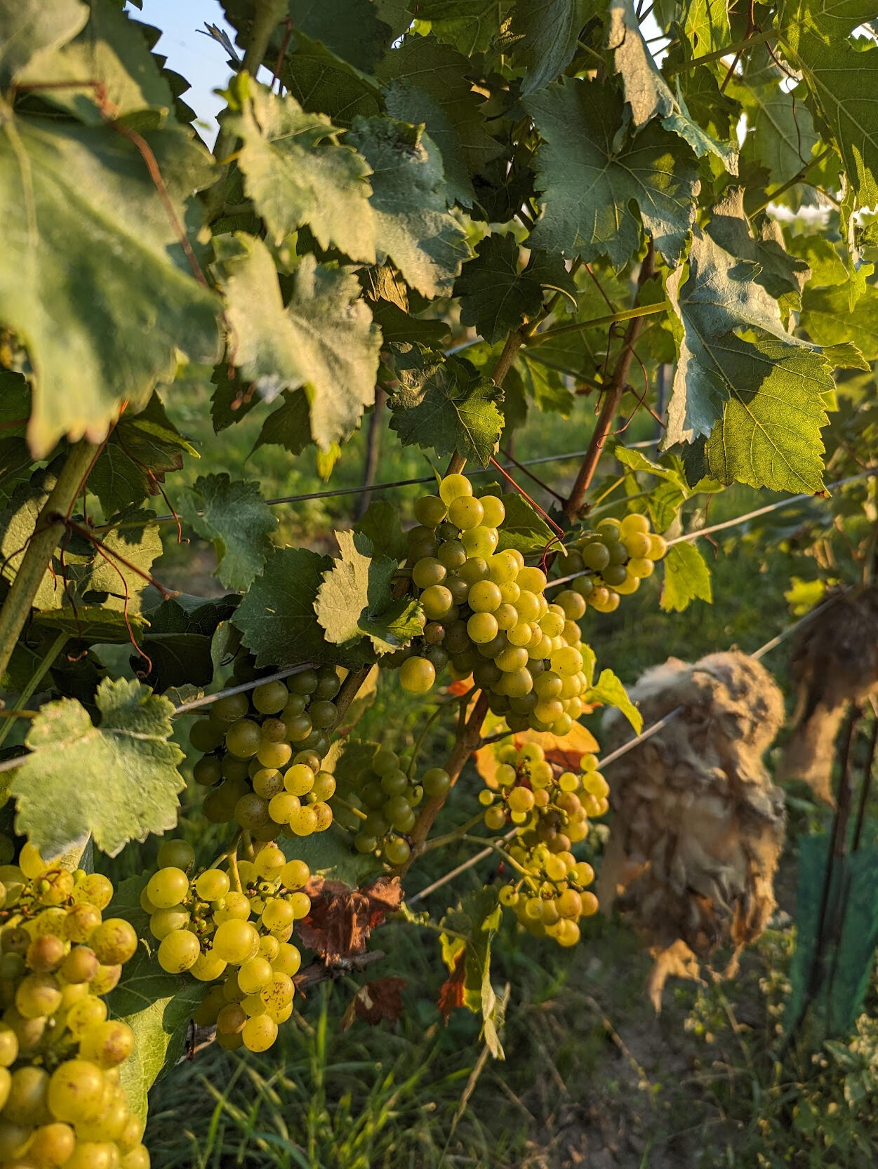 Vinjoyment wine tasting London